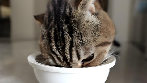 为什么猫吃得多但是很瘦