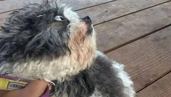 小狗在清迈第一次看到大象,看给孩子都吓成啥了 小狗在清迈第一次看到大象,看给孩子都吓成啥了