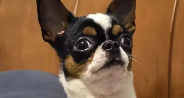 把吉娃娃放弟弟家养了几天，妹子傻眼，“你给它吃蛋白粉了？” 