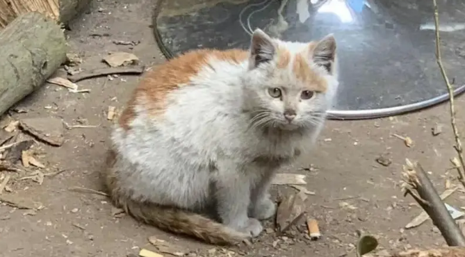 街边发现流浪猫,颜值超高超可爱,没想到收养的竟是收废品大哥 街边发现流浪猫,颜值超高超可爱,没想到收养的竟是收废品大哥