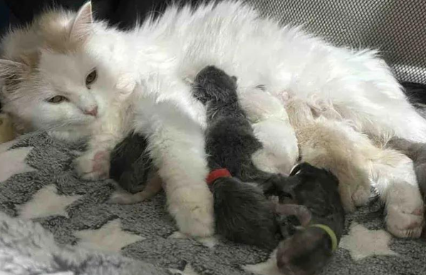 流浪猫临盆前获救,化身育儿天团,共同守护九个小生命