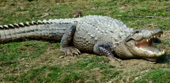 短吻鳄是否属于保护动物？以及如今现状分析