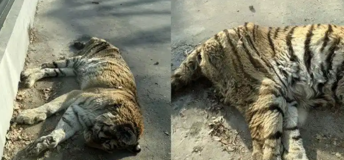 天津一动物园老虎“饿得皮包骨”？园方回应：属老龄化现象