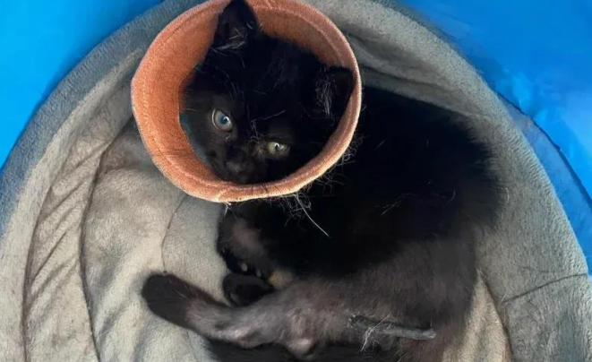 花园现三腿尽断小猫,爱心接力助其重获生机,开启幸福喵生 花园现三腿尽断小猫,爱心接力助其重获生机,开启幸福喵生