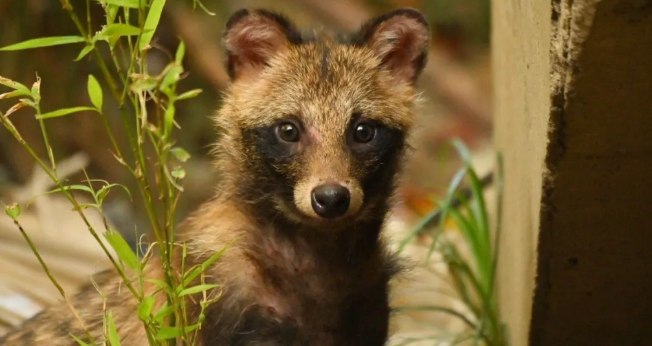 上海第四次“貉口普查”结果公布:分布区域扩大 上海第四次“貉口普查”结果公布:分布区域扩大