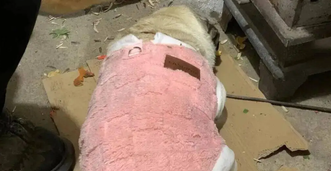 爸妈把狗子们叫去烤火，不建议煤气罐离火太近！ 