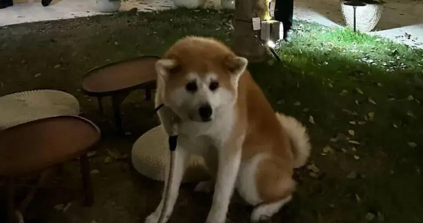 当主人在人多的地方给秋田犬拍照,这不就是社恐的我吗 当主人在人多的地方给秋田犬拍照,这不就是社恐的我吗