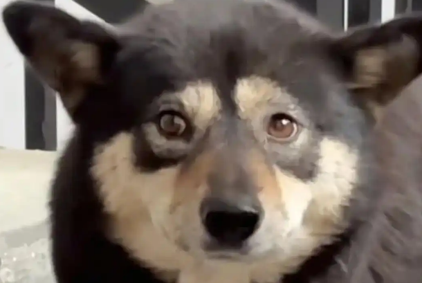 杭州保安一棍打死3月大幼犬,财产罪争议撕裂小区 杭州保安一棍打死3月大幼犬,财产罪争议撕裂小区