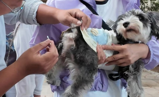 高铁宠物托运快筛项目启动试点，15分钟精准防控护航出行