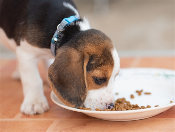 狗有什么病是传染人的 狗有什么病是传染人的
