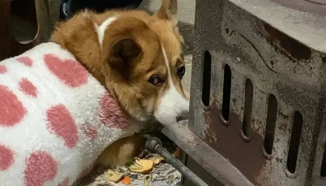 爸妈把狗子们叫去烤火，不建议煤气罐离火太近！ 