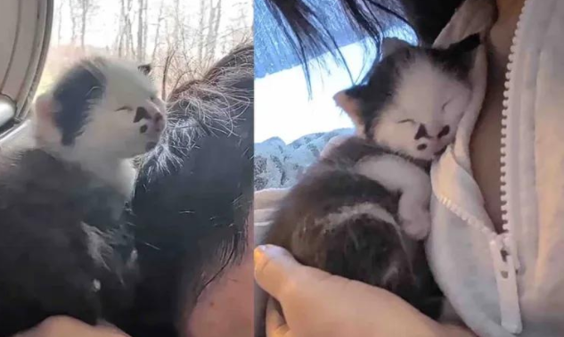 早产小猫发育迟缓,却有一群猫叔后援团守护,这画面太暖心 早产小猫发育迟缓,却有一群猫叔后援团守护,这画面太暖心