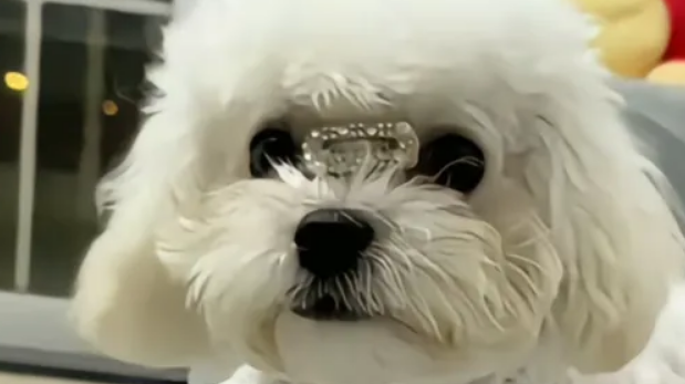 狗狗的前爪突然瘸了,没想到医生却说是装瘸… 狗狗的前爪突然瘸了,没想到医生却说是装瘸…