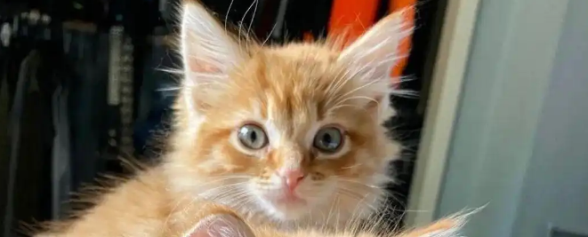 橘猫为吃自助,连夜推翻喂食器!把自己吃成“怀胎六月” 橘猫为吃自助,连夜推翻喂食器!把自己吃成“怀胎六月”