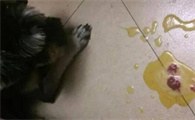 狗狗呕吐白沫，该喂什么缓解？