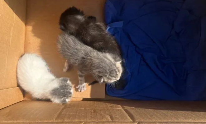 被遗弃纸箱，三只小奶猫绝境逢生，它们的逆袭之路暖哭众人