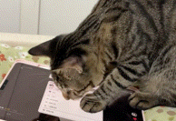 猫界博主横空出世!误触平板全流程发帖,还点了个赞 猫界博主横空出世!误触平板全流程发帖,还点了个赞