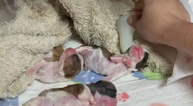 狗狗生了三只宝宝，妹子哭了：没人说带奶狗这么累啊