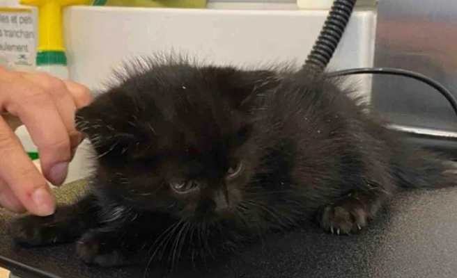 花园现三腿尽断小猫，爱心接力助其重获生机，开启幸福喵生