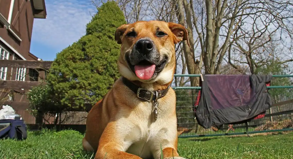 狗狗早上呕吐白色泡沫怎么回事 狗狗早上呕吐白色泡沫怎么回事