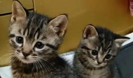 妹子网购绿植开箱，发现两只偷渡小猫，商家天塌了：我的咪呢