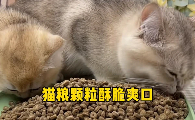 怎么给猫咪增肌最有效？高鲜生用“月光掠食者”配方给出科学答案