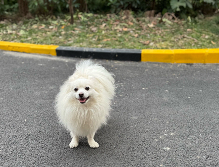 狗狗阴道出血怎么治疗