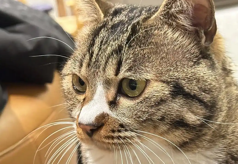 猫咪用了左氧氟眼药水会怎样