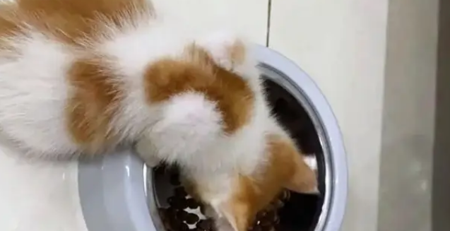 小奶猫被电梯夹断尾巴,呆坐原地不知所措,幸遇路人暖心相救 小奶猫被电梯夹断尾巴,呆坐原地不知所措,幸遇路人暖心相救