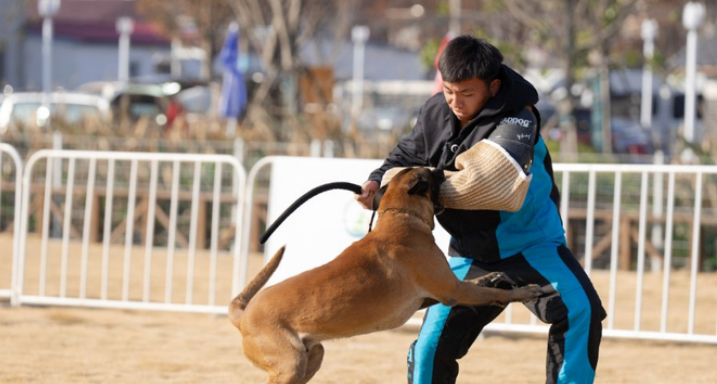 宠物“运动会”在崇明热闹上演! 宠物“运动会”在崇明热闹上演!