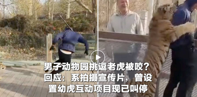 网传男子动物园挑逗老虎被咬引关注 网传男子动物园挑逗老虎被咬引关注