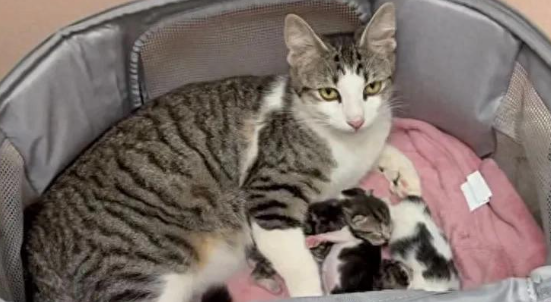垃圾堆里的流浪猫，碰瓷式尾随，竟是为腹中小猫崽找接生婆