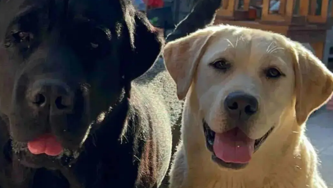 网友晒家里的狗爸狗妈，笑死，我似乎看到了无望的婚姻