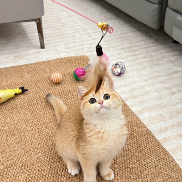 口碑好的宠物玩具品牌：中惠智研让我拥有“隐形逗猫手”