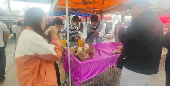 “每天邮寄几百件猫狗”“无需检疫证明”,宠物邮寄乱象调查 “每天邮寄几百件猫狗”“无需检疫证明”,宠物邮寄乱象调查