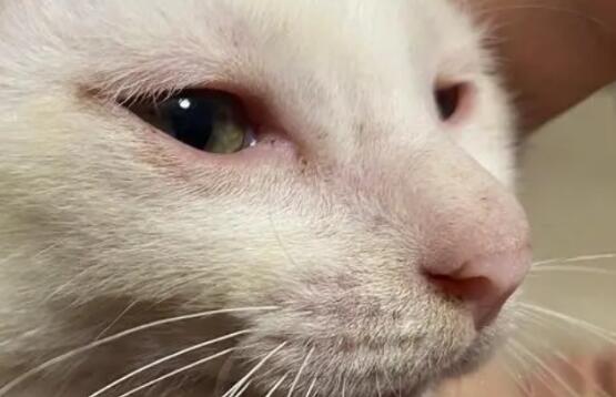 猫咪眼睛流泪红肿，该用什么滴眼液？