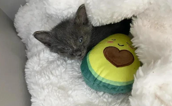 三只脚的小猫闯荡世界，靠不完美征服一切，谁能忍住不爱