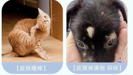 秋冬一到，毛孩子总挠痒？这5个皮肤信号别忽视！