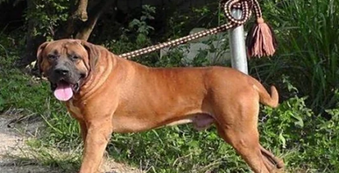 土佐犬适合家养吗？体型太巨大且攻击性过强