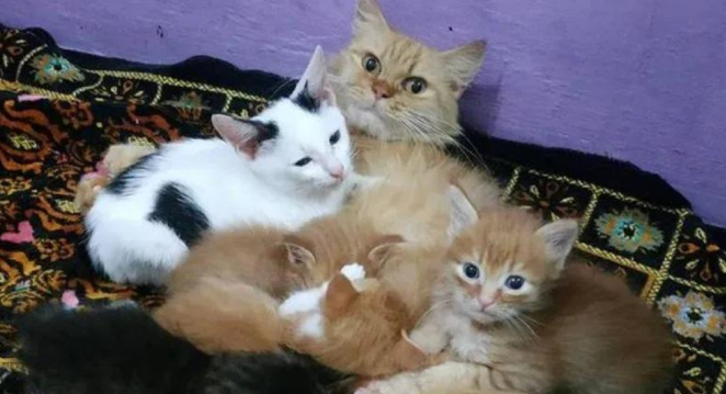 没人要的流浪猫，深夜潜入猫窝，只为寻找那份早已缺失的爱