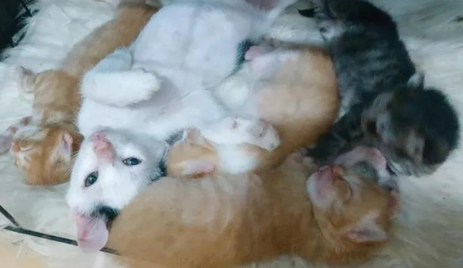 没人要的流浪猫，深夜潜入猫窝，只为寻找那份早已缺失的爱