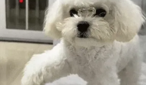 狗狗的前爪突然瘸了,没想到医生却说是装瘸… 狗狗的前爪突然瘸了,没想到医生却说是装瘸…