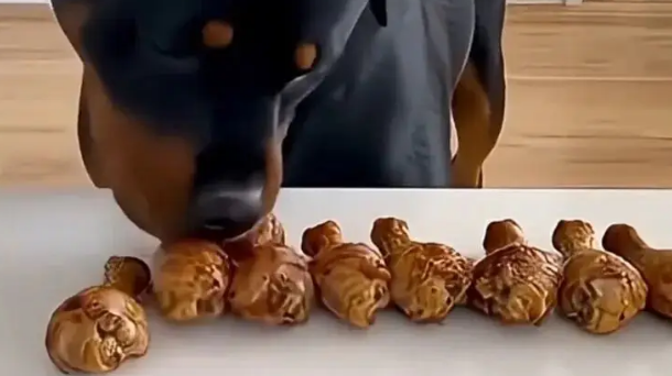 主人用一排鸡腿诱惑自家两只汪,大狗做法绝了 主人用一排鸡腿诱惑自家两只汪,大狗做法绝了