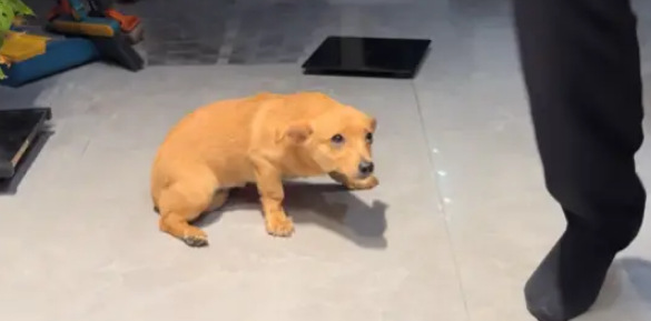 结婚当天狗狗犯错被教育，最后的变脸更让人笑得肚子疼