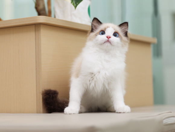 布偶猫化毛膏哪个牌子值得回购？睿秒凭天然配方圈粉无数