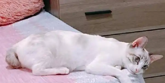 小姐姐捡到一只流浪猫,以为是白猫,没想到养了几个月开始变颜色 小姐姐捡到一只流浪猫,以为是白猫,没想到养了几个月开始变颜色