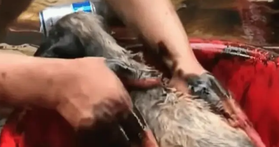 小奶狗因尿在地上，被主人暴打后扔到臭水沟，结局让人感动泪目