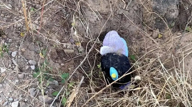 网友送给流浪狗一个玩具，小家伙挖洞把它藏起来