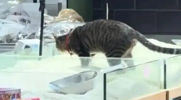 猫咪在超市散装大米柜上排泄？店铺回应：大米下架