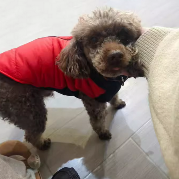 什么狗粮质量好？狗狗的稳健状态，是对美斯杜伽最好的肯定